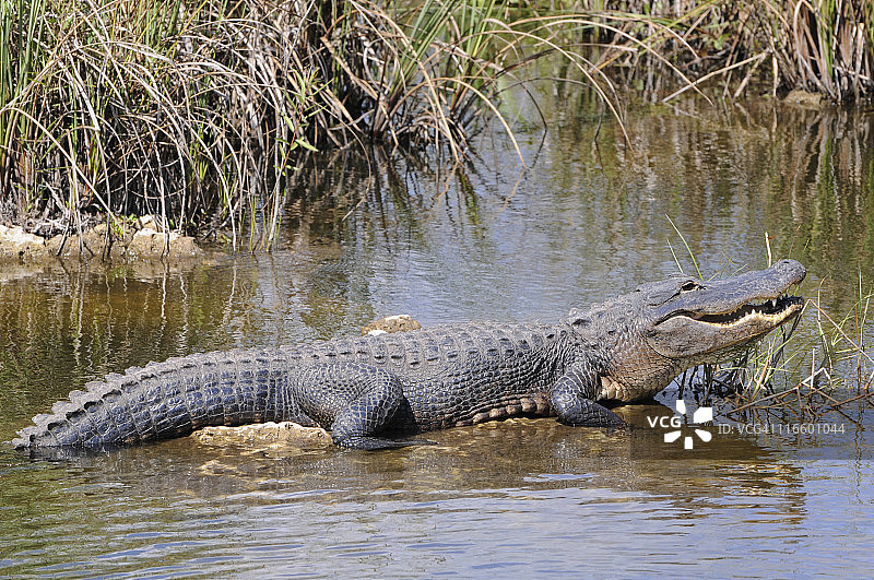 密西西比鳄，佛罗里达州大沼泽地国家公园图片素材