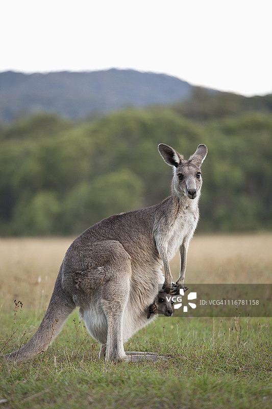 一只袋鼠育儿袋里有幼崽图片素材