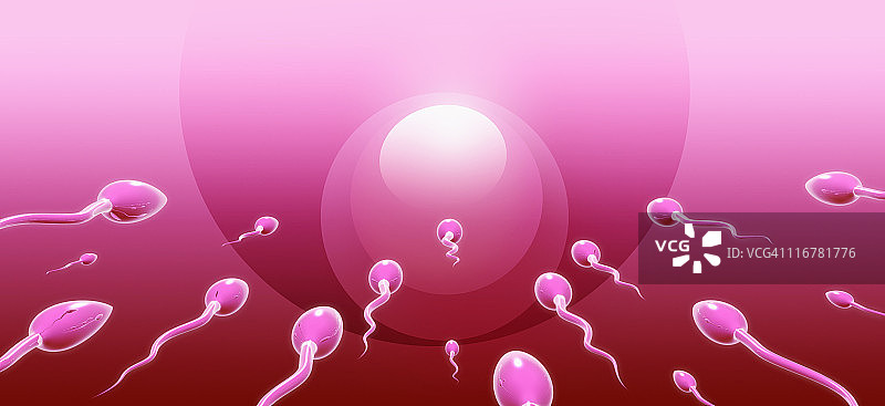 精子向卵子游动后视图图片素材