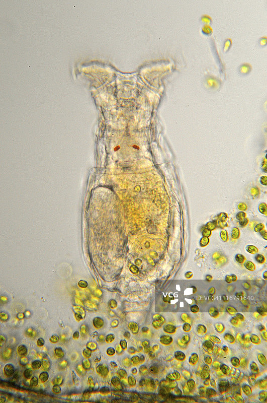 轮虫，轮虫，显微照片图片素材