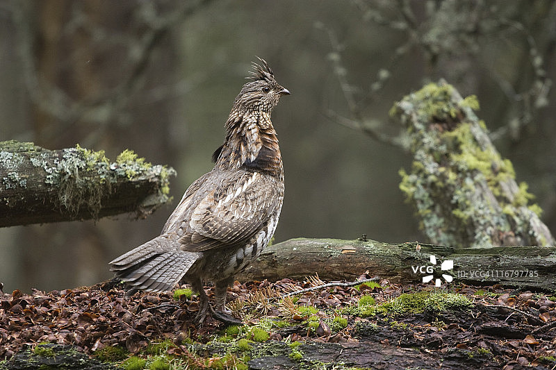 在安静的森林中昂首阔步的松鸡图片素材