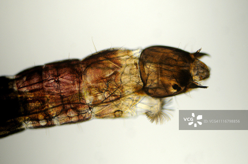 白色背景摇蚊幼虫的放大图片素材