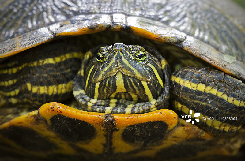 红耳龟图片素材