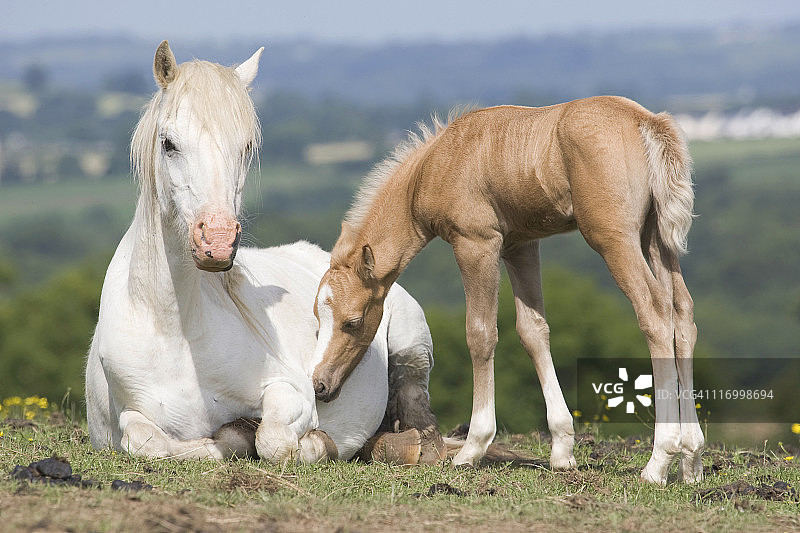 小马和驹图片素材