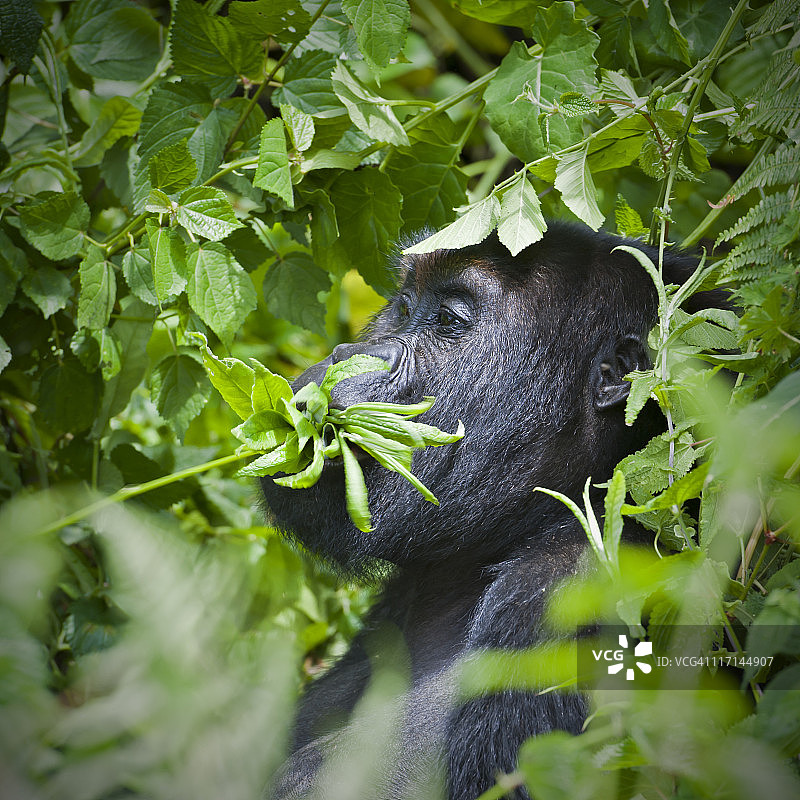 刚果卡胡兹-别加国家公园喂食大猩猩图片素材
