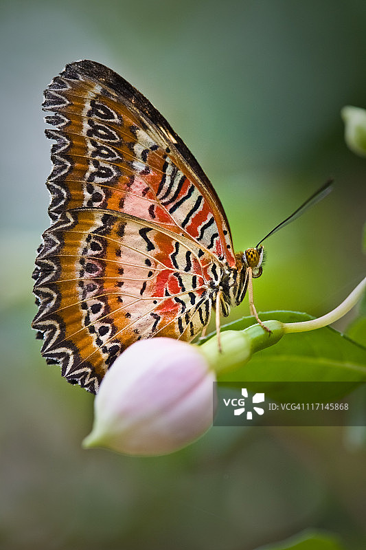花蕾上的红锯蛱蝶图片素材