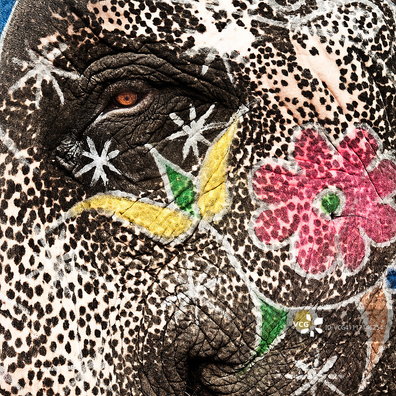 印度象图片素材