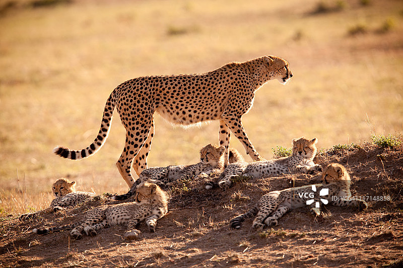猎豹家庭图片素材