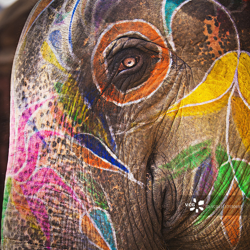 大象景观图片素材