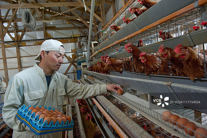 鸡舍的下午，家禽养殖图片素材