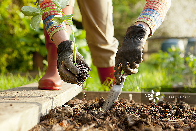 在高畦田中种植豆类图片素材