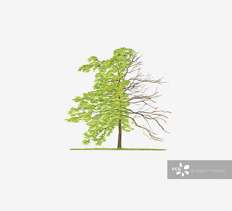 金枝皂荚树形插画（含叶与无叶）图片素材