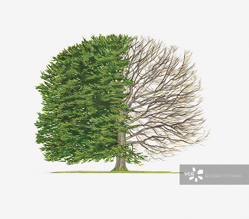 欧洲山毛榉插画：展示了有叶和无叶的树的形状图片素材