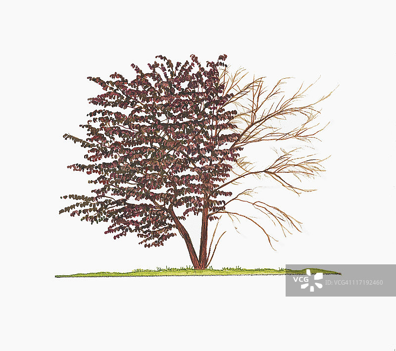 加拿大紫荆树（Forest Pansy）树形（带叶和不带叶）插画图片素材