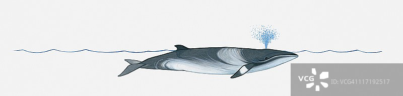 小须鲸（Balaenoptera）在水面用喷水孔喷水插画图片素材