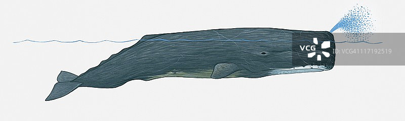 抹香鲸在水面用喷水孔的插画图片素材