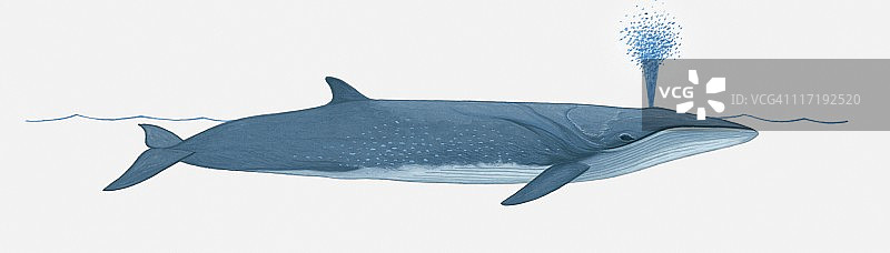 使用喷水孔的塞鲸插画图片素材