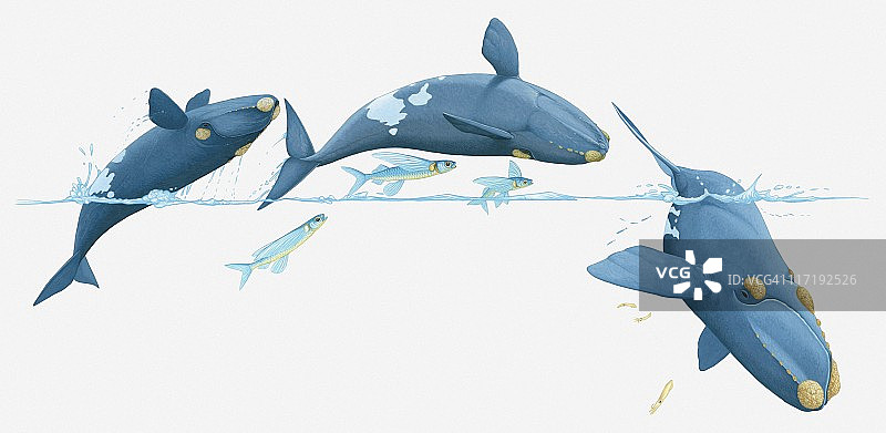 鲸鱼和飞鱼跃出水面插画图片素材