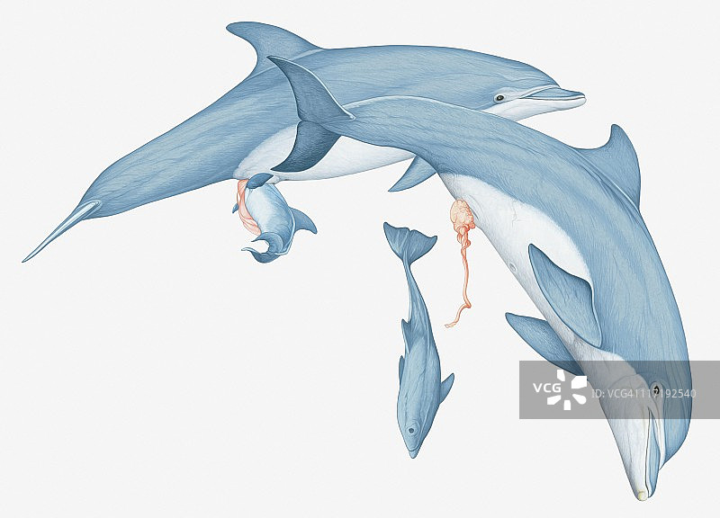 两只宽吻海豚分娩插画图片素材