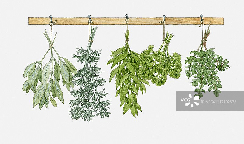 悬挂晾干的草药插画图片素材