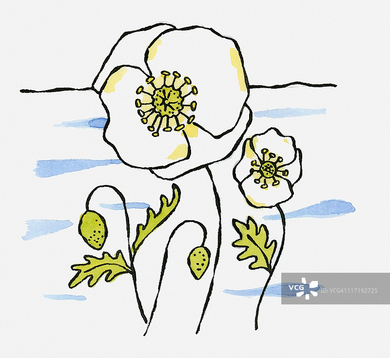 雪地北极柳花插画图片素材