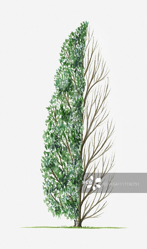 欧洲栎“柱”的树形（有叶和无叶）插画图片素材