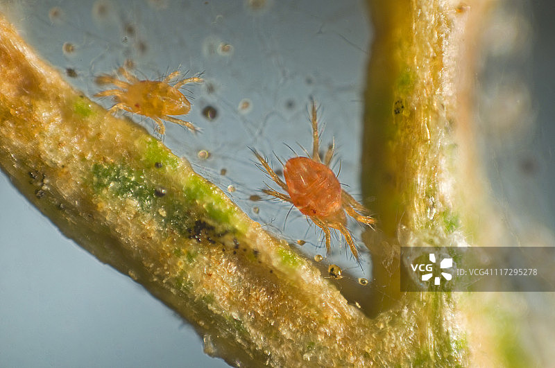 显微镜下的叶螨图片素材