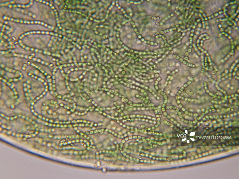 蓝细菌显微照片图片素材