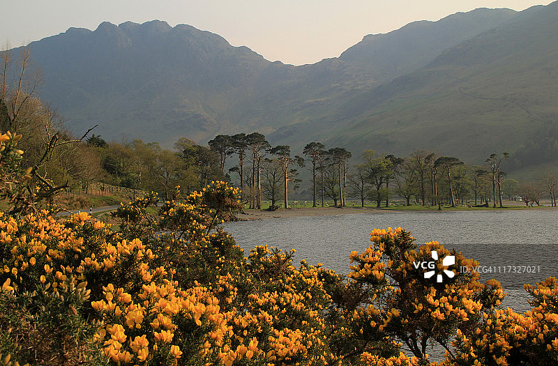 巴特米尔的荆豆图片素材