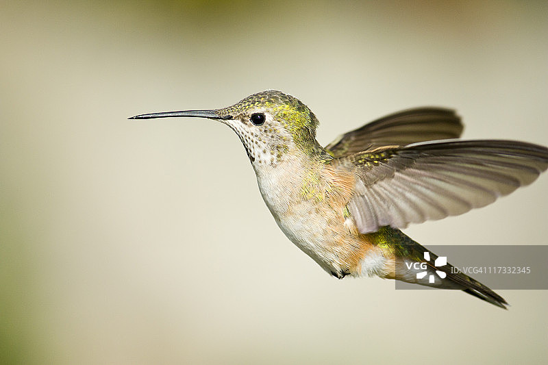 宽尾蜂鸟图片素材