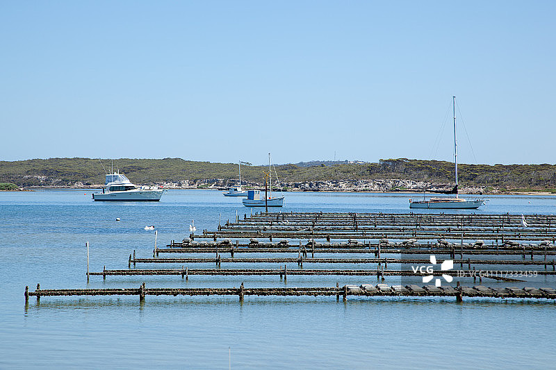 科芬湾的牡蛎养殖场图片素材