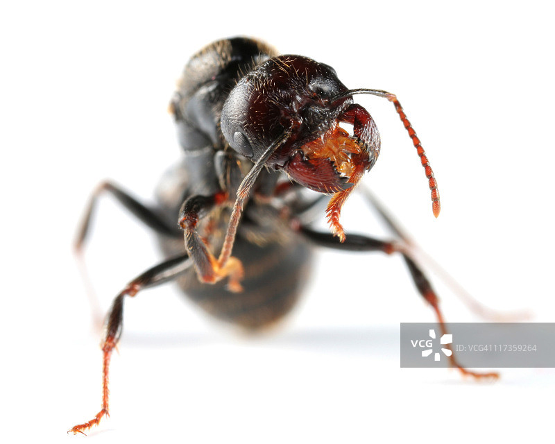 年轻的蚁后图片素材