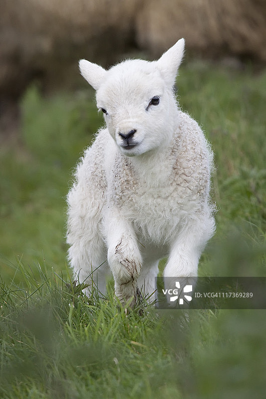 新生羔羊图片素材