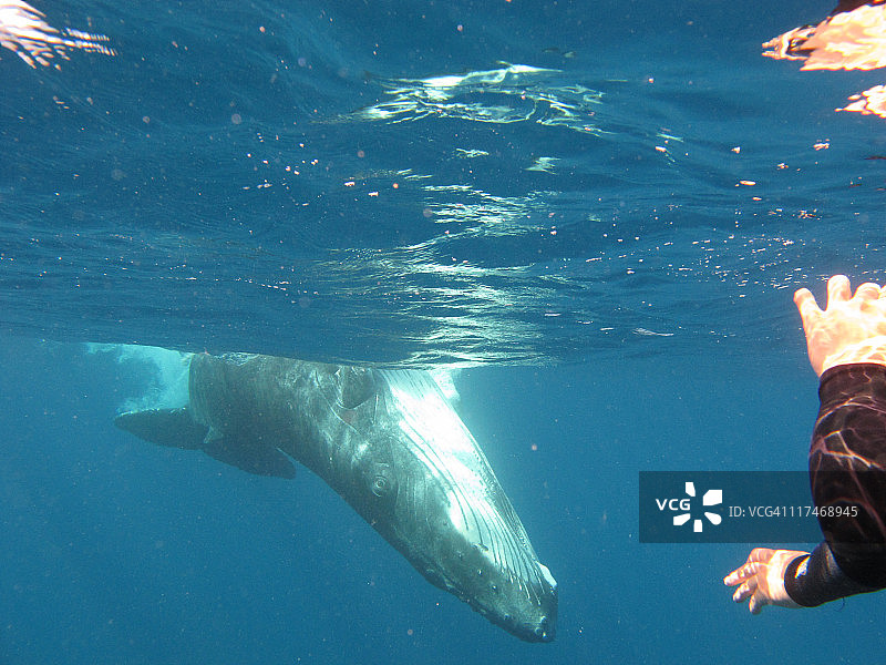 游泳者与水下座头鲸宝宝图片素材