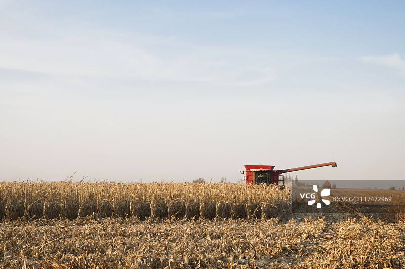 玉米收割图片素材
