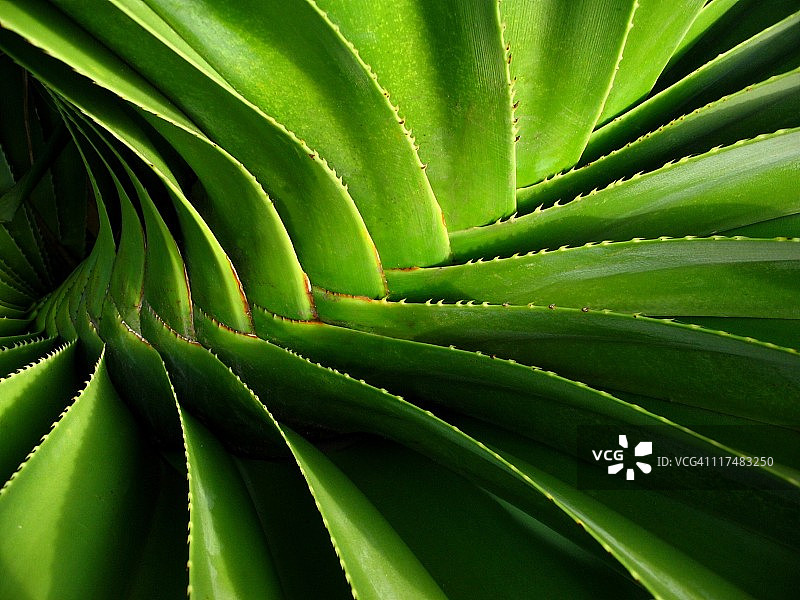 螺旋露兜树图片素材