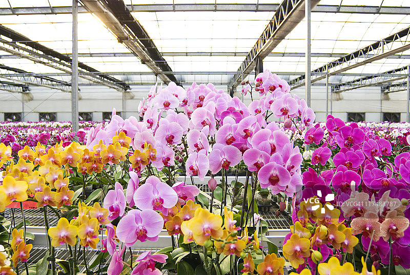 温室内的彩色蝴蝶兰图片素材