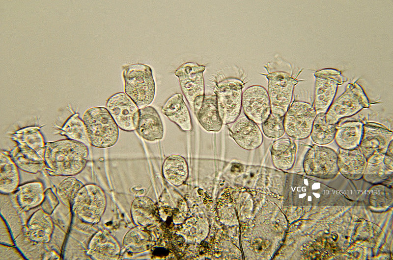 钟虫属微生物照片图片素材