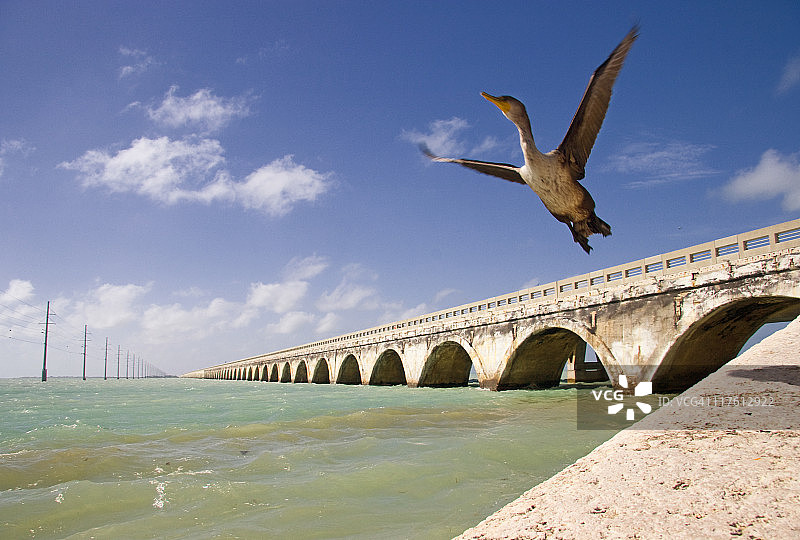 七英里大桥和未成熟的双冠图片素材