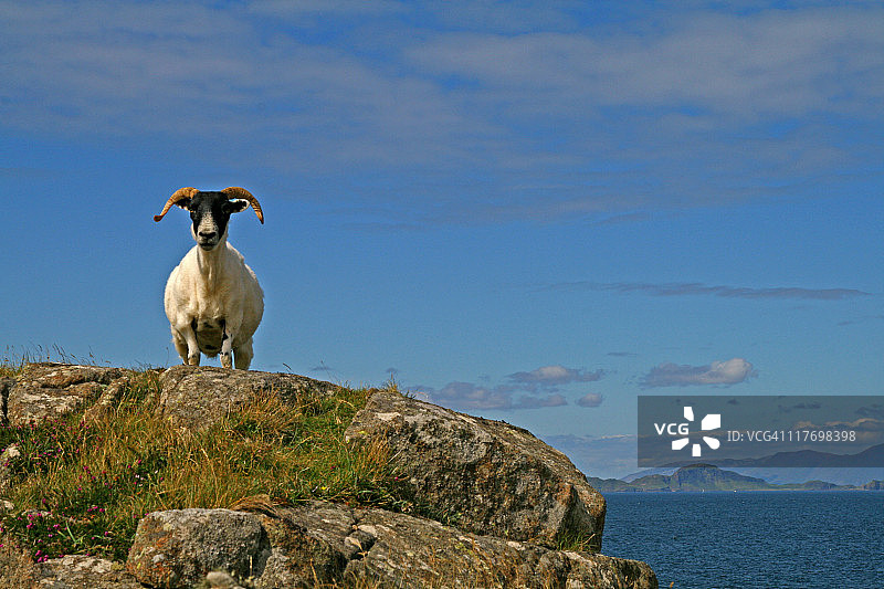 岩石上的绵羊图片素材