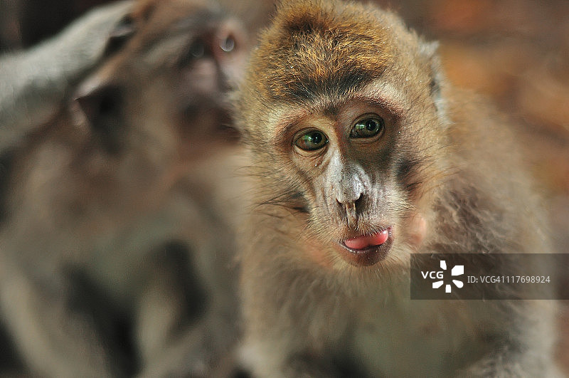 小猴子图片素材