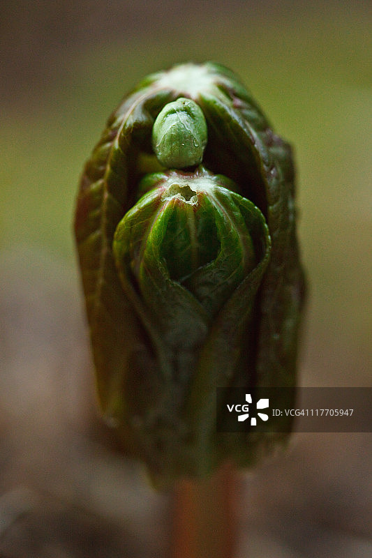 五月苹果图片素材