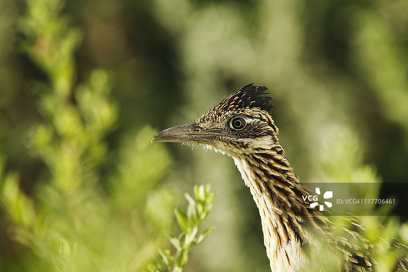 绿叶中的走鹃图片素材