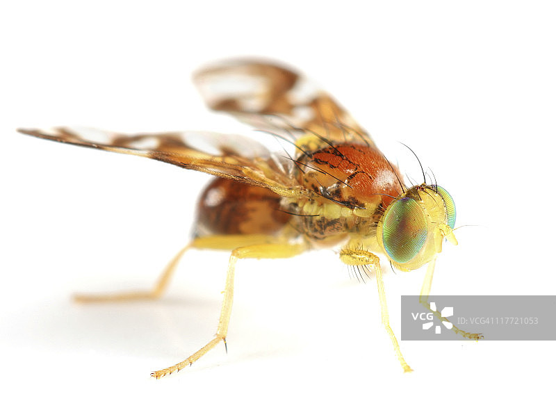 美丽的果蝇图片素材