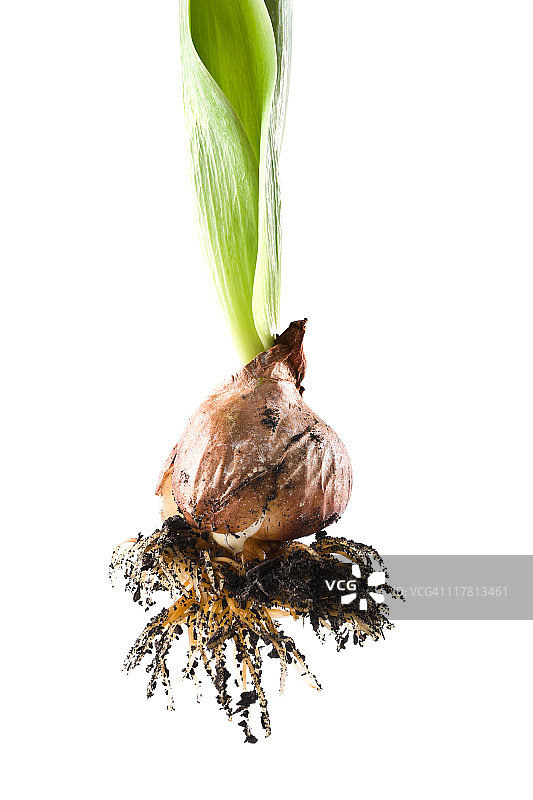 郁金香球茎图片素材