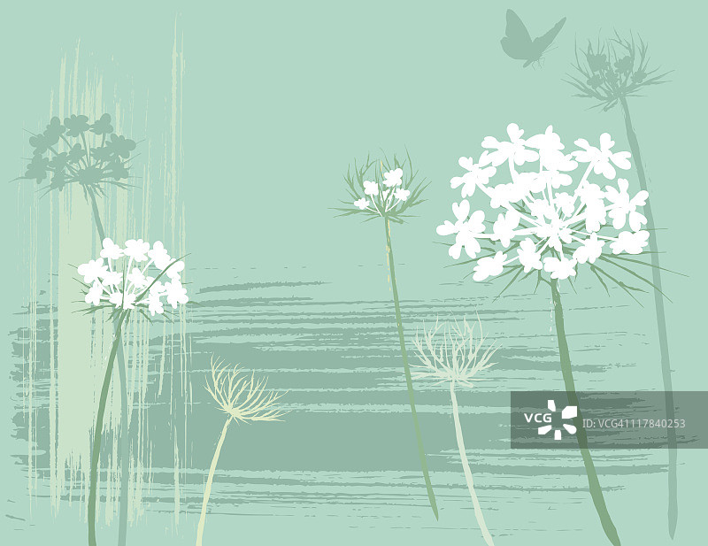 安妮女王的花边图片素材