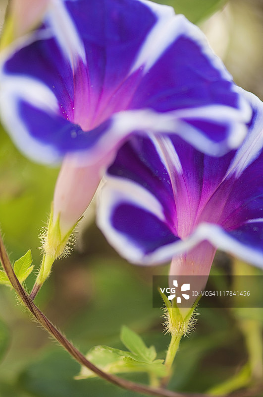 两朵蓝色茑萝花图片素材