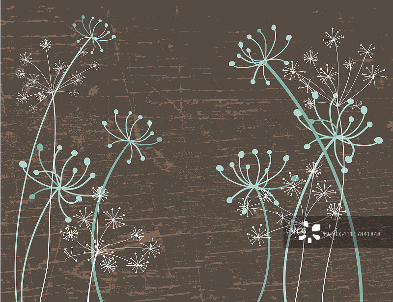 安妮女王的花边图片素材