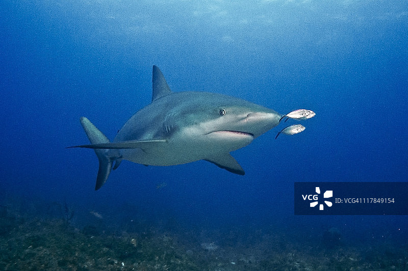 加勒比礁鲨图片素材