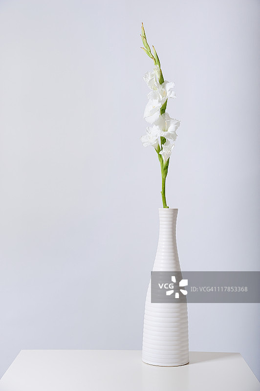白色剑兰在白色花瓶中图片素材
